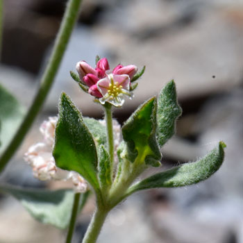 Eriogonum abertianum, Abert's Buckwheat